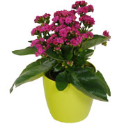 Kalanchoe rosa + Cachep Verde Limo